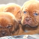 도그(DOGUE) 이미지