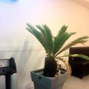 안교돈까스 이미지