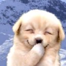 웃으면복이와요 이미지