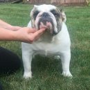 써클켄넬 이미지