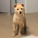 김도영네 강아지 어릴때 봤어? 이미지