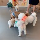 우다다애견 이미지