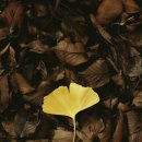 은행정천 이미지