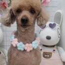 하트애견미용실 이미지