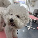 쁘리에숑 이미지