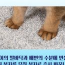 에버크린 이미지