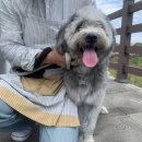 출장펫쌀롱 빙구네 이미지