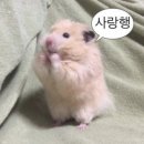 헬로우