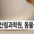 팔팔청과