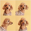 제이 앤 제이 애견 이미지