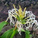 오소포연대 이미지