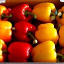 원주농장 이미지