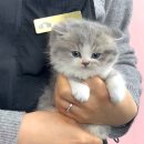 (주)금산환경 | 금산고양이 브리티쉬 분양 대전 동양 애견에서 새 가족을 만난 이야기