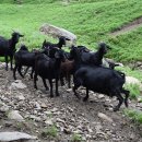 하늘마루염소목장 이미지