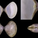 연체동물 - 이매패綱 - 백합目 - 개량조개科 - 명주개량조개 이미지