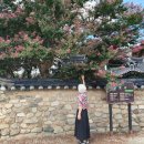 열녀 남평문씨 정려각 | 정읍 서현사지/ 전북 배롱나무 명소~ 배롱나무 꽃 필 무렵