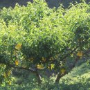 큰사람농장 이미지