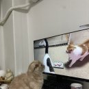 고양이들이 매탈남 채널 잘 본다더니.. 진짜였어;; 이미지