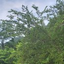 돋을볕펜션 | 제천자연펜션 주변 산과 계곡이 너무 좋던 돋을볕펜션