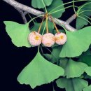 산야초-은행(銀杏) 이미지