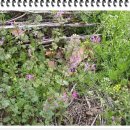 약이 되는 산야초 이미지