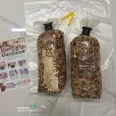 말미농장 | 집에서 버섯키우기 드림버섯농장 버섯재배키트 아이랑 체험해보기