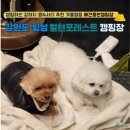 횡성교육청 | 애견동반캠핑 강원도 횡성 월현포레스트 캠핑장 겨울캠핑 추천!
