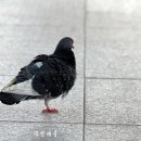 평화 이미지