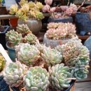 화이트팜(주) 이미지