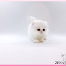 고양이 분양 제나캣 울산점 이미지