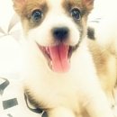 웃으면복이와요 Daum카페