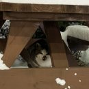 춘천여우그늘 이미지