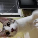 리배