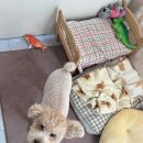 멍그니엘 애견호텔 경기광주점 이미지