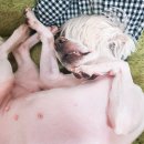 주식회사지씨컴퍼니 | 웨딩 기록> 대전 웨딩컴퍼니엘 그레이스케일|스튜디오...연계|임산부 드레스|후기|준비물|셀렉|액자...