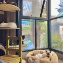 청주고양이입양지원센터 애니멀공화국 이미지