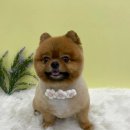 아토 강아지 미용실 이미지