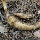 천마가스 이미지