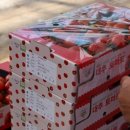 태성4호태양광발전소 | 농업회사법인 나린-태성이앤씨 ‘TS나린스마트팜발전소’ 2호, 대추방울토마토 첫 수확