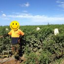 호주농장 이미지