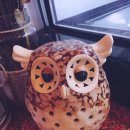 제주에선 쪼끌락 이미지