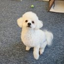 와우와우 | 광주 강아지 실내 애견동반카페 와우와우 후기