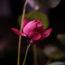 정담한식뷔페 이미지