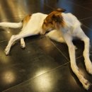 마오네애견카페 이미지