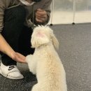 냉큼, 오레오 이미지