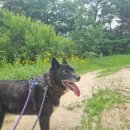 꽃개 하우스 이미지