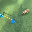 댕댕플래닛 이미지