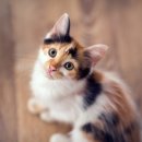 스키타는고양이 이미지