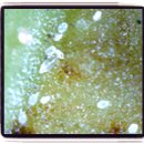 유인산업개발 | 망고 수확 시기 4~8월로 분산! 온도 관리로 가격 폭락 막는 재배 기술