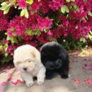 양평특수견 이미지